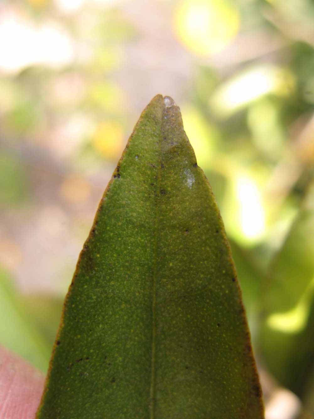              Margin (Winter Haven, FL)       